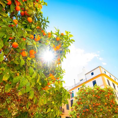 Orangenbäume in Valencia